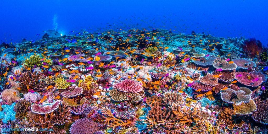 coral_reef