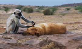 Altruism